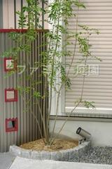 シンボルツリー シマトネリコ