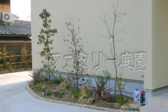 植栽 ホンコンエンシス