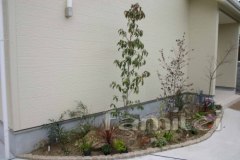 植栽 ホンコンエンシス ベニドラ