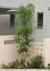 ����ܥ�ĥ꡼������/���ޥȥͥꥳ