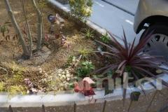 花壇植栽 下草 ベニドラ