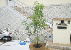����ܥ�ĥ꡼���������ա����ޥȥͥꥳ