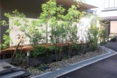 植栽工事 シマトネリコ