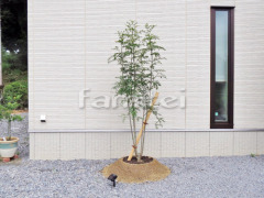 ����ܥ�ĥ꡼ ���ޥȥͥꥳ ���м� ����