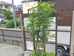 ����ܥ�ĥ꡼ ���ޥȥͥꥳ ���м� ����