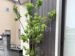 シンボルツリー ソヨゴ 常緑樹 株立 植栽