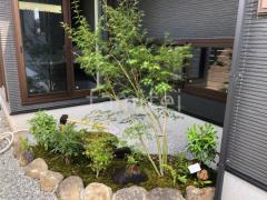 シンボルツリー 落葉樹 イロハモミジ 下草