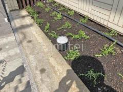 下草 ローズマリー 植栽