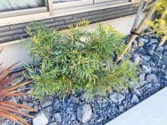 下草 植栽