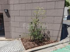植栽 シンボルツリー オリーブ バークチップ